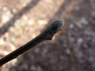 Bourgeons ovoïdes velus; appliqués et le plus souvent pointus, il sont dotés d'écailes vertes fréquemment teintées de brun et pourvus de poils blancs. Agrandir dans une nouvelle fenêtre (ou onglet)